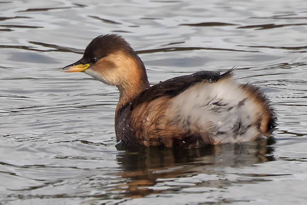 Little grebe